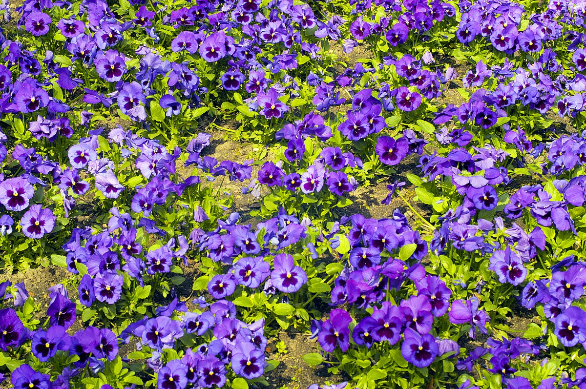 Garten-Stiefmütterchen (Viola wittrockiana) im Berliner Tiergarten. Aufnahme: 4. Mai 2008.