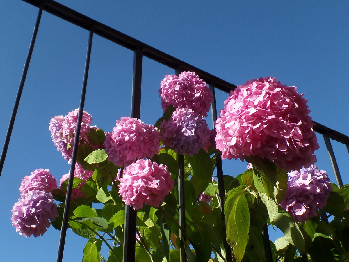 Gartenhortensie am 6.7.2018 im Vorgarten eines Mietshauses