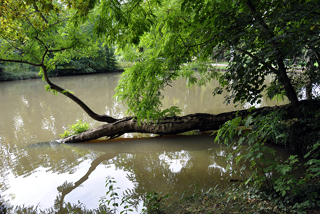  Gefallener  Baum im Teich an der Burg Schweinheim bei Euskirchen - 13.09.2013