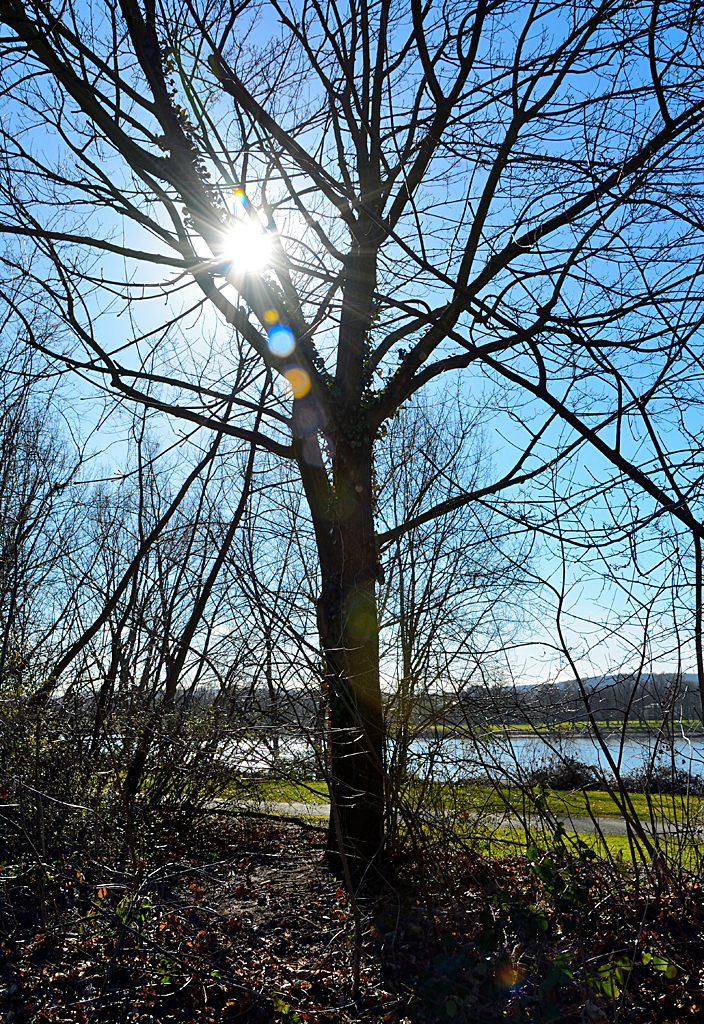 Gegenlicht durch den Baum aufgenommen, am Rhein bei Bonn-Oberkassel - 12.02.2014