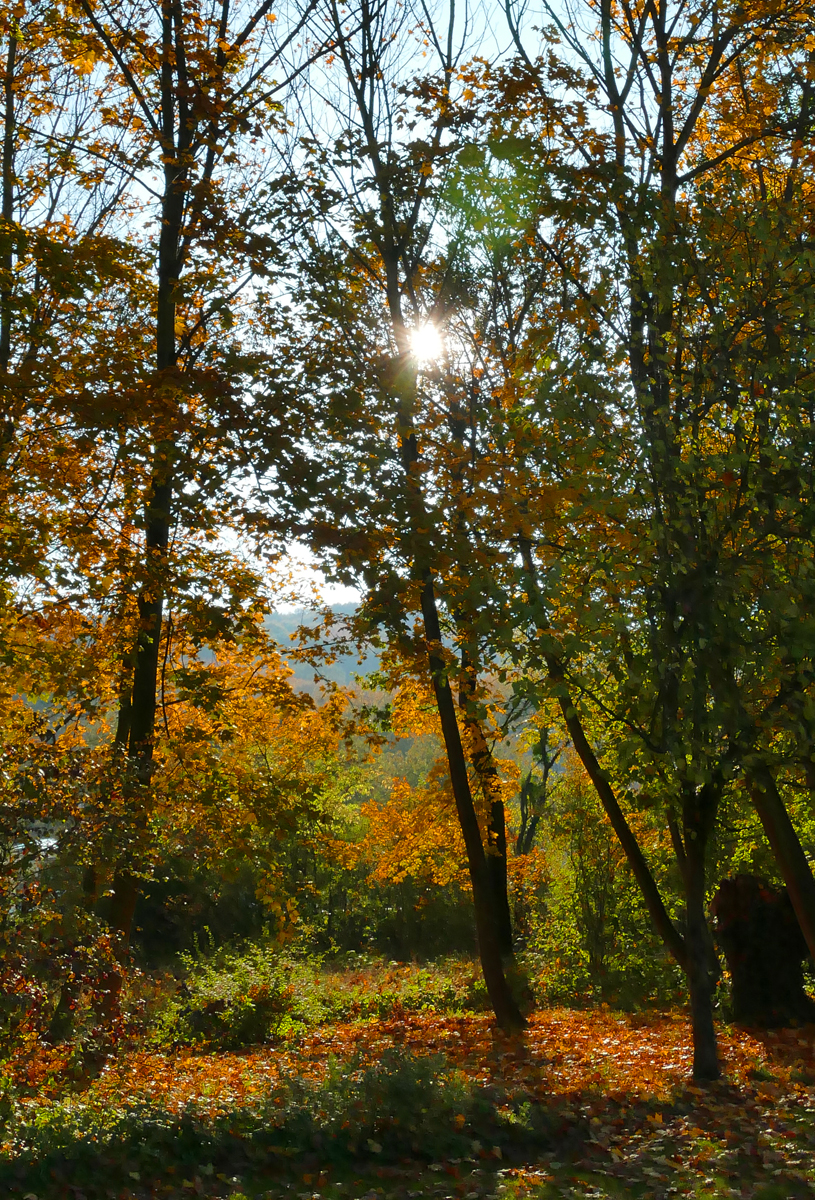 Gegenlicht durch Herbstbäume im Kurpark Bad Neuenahr - 10.11.2019
