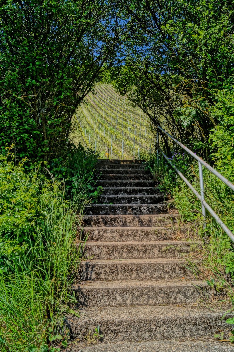 Geheimnissvolle Wege führen zum Wein. (Kanzem, 5.5.2018)