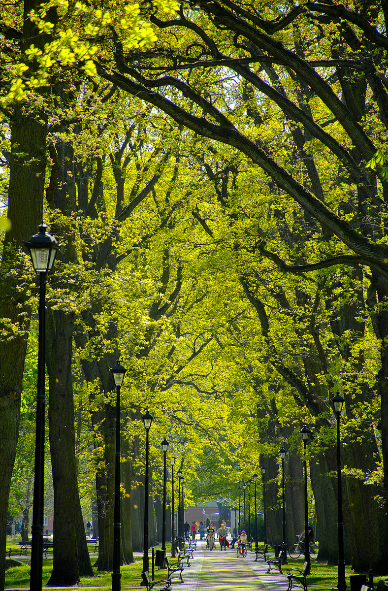 Gehweg im stattlichen 60 Hektar umfassender Kurpark von Świnoujście (Swinemünde). Aufnahme: 7. Mai 2016.