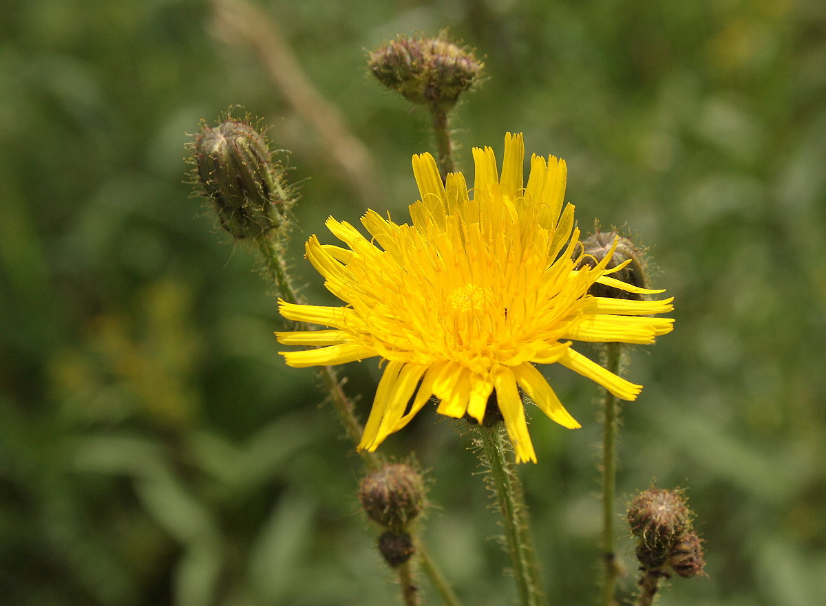 Gelbe Distel-Blume (Acker-Gänsedistel); Aufnahme vom Morgen des 06.08.2019 auf dem Brunnenbachweg zwischen Braunlage und dem Silberteich...