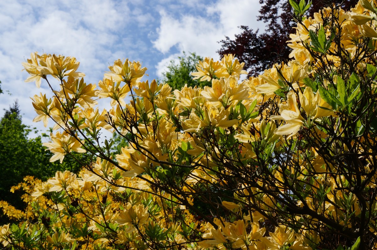 gelber Rhododendron auf dem Hutberg in Kamenz; 10.05.2015
