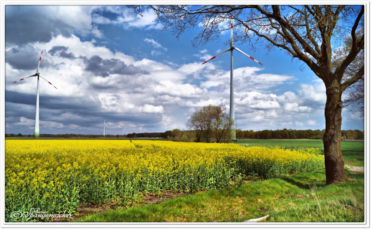 Gelber Strom? Rapsfeld bei Bartelsdorf, Heiderandgebiet, Mai 2015.