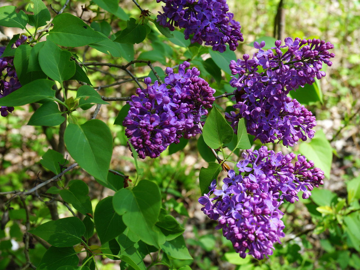 Gemeiner Flieder (Syringa vulgaris) am Innufer bei Jenbach in Nahaufnahme, 01.05.2019.