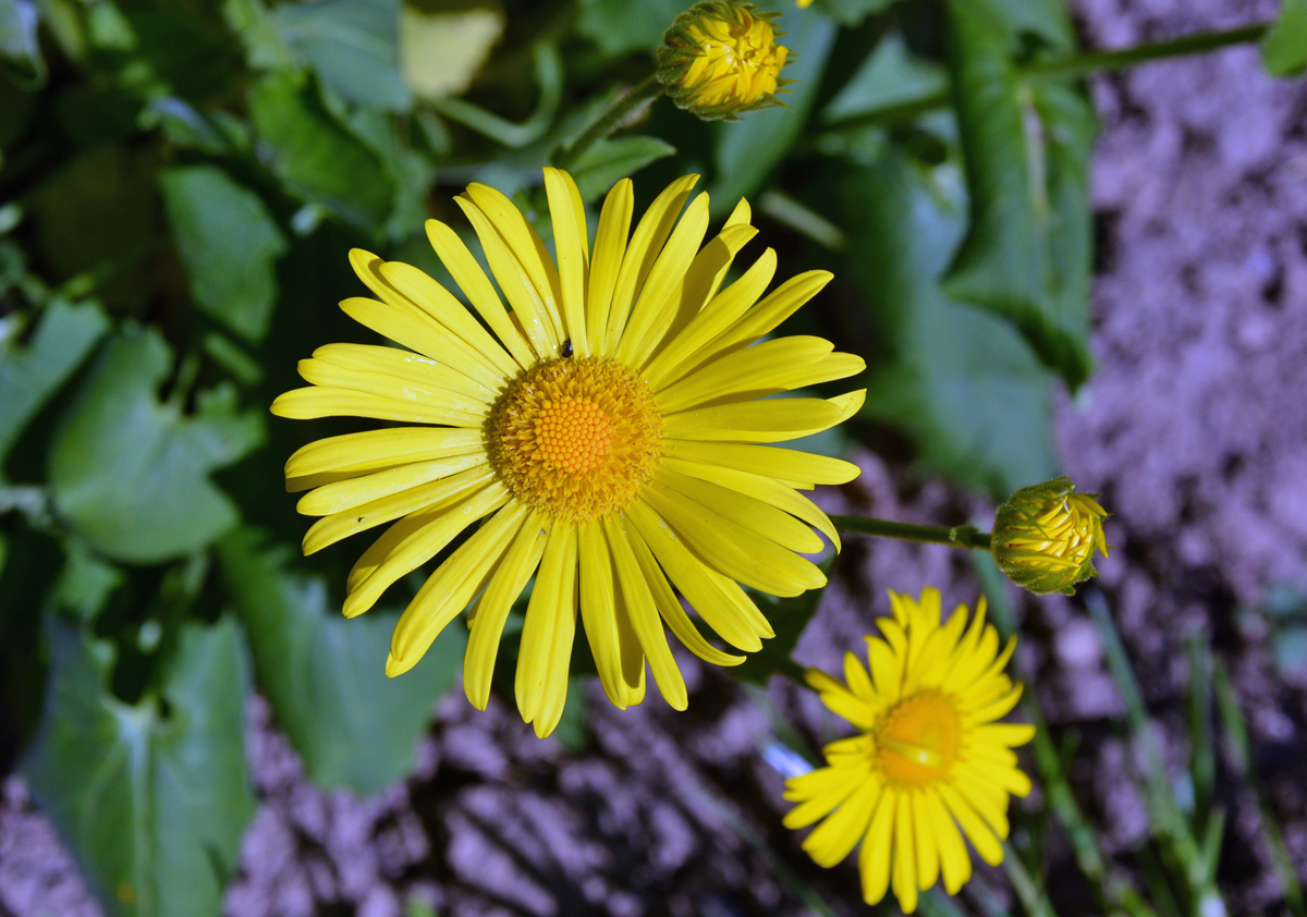 Gemswurz (Doronicum) im Garten - 14.04.2015