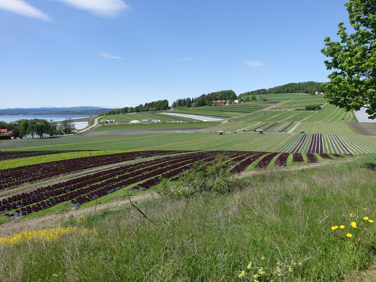 Gemüsefelder bei Royse, Provinz Viken (31.05.2023)