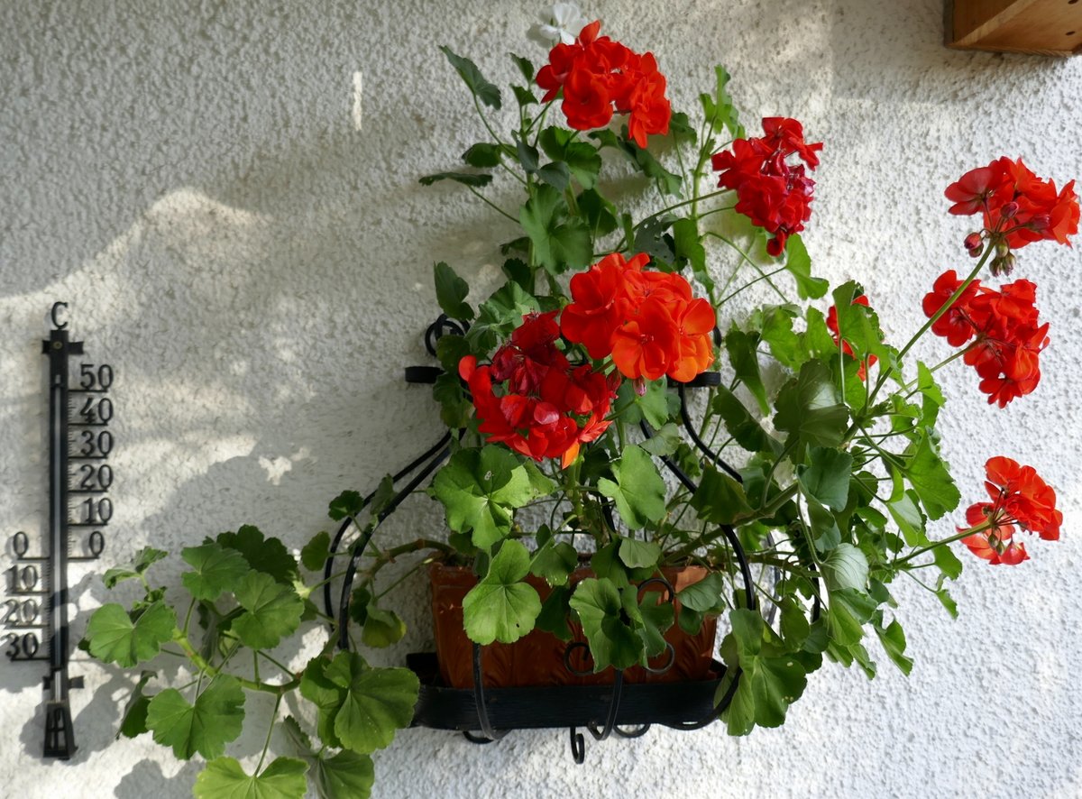 Geranien in voller Blüte auf unserem Balkon in Freiburg, aufgenommen am 16.November 2019