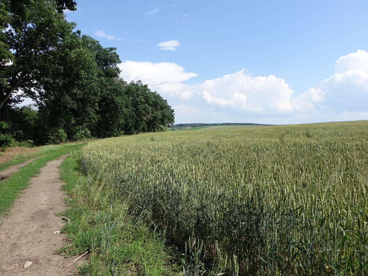 Getreidefeld bei Bysice / Bischitz im Mittelböhmen (28.06.2020)
