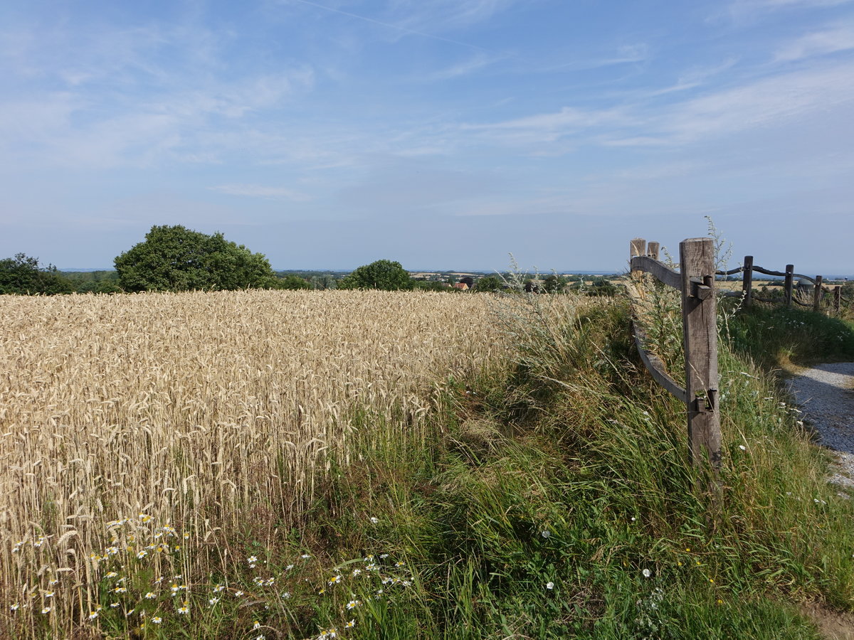 Getreidefeld bei der Windmühle von Havnbjerg (20.07.2019)