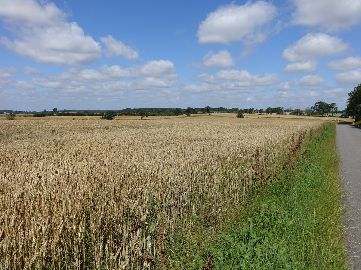 Getreidefelder bei Øster Starup, Süddänemark (23.07.2019)