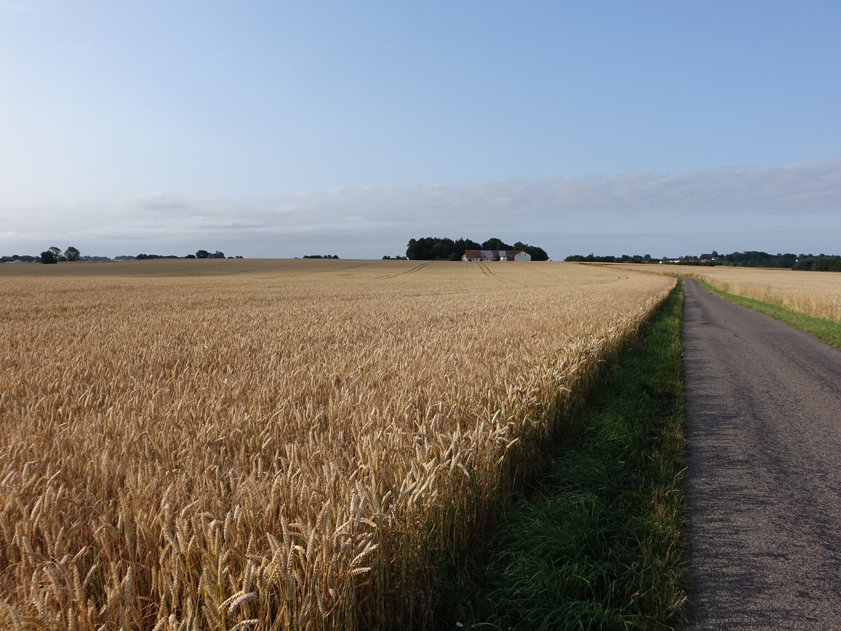 Getreidefelder bei Alsted, Seeland (22.07.2021)