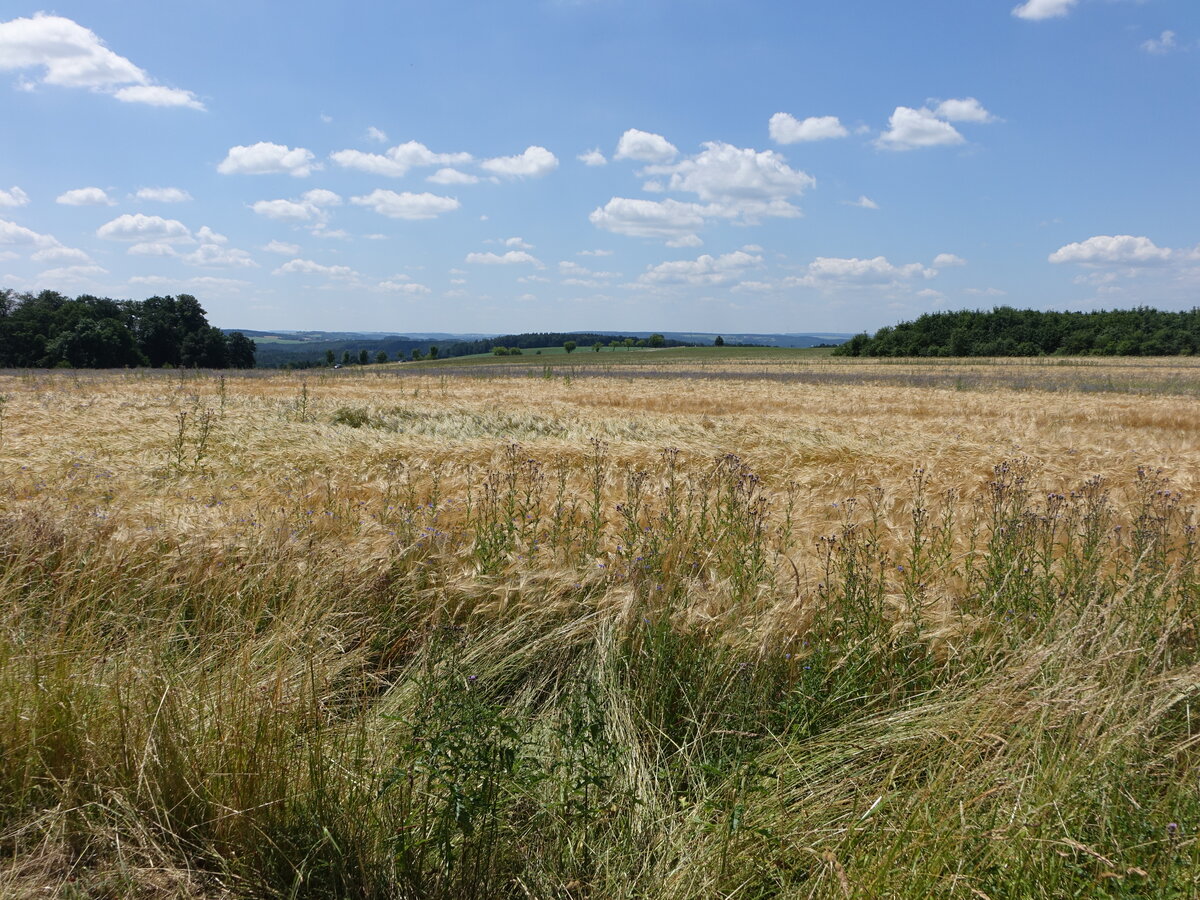 Getreidefelder bei Großfalka, Thüringen (25.06.2023)