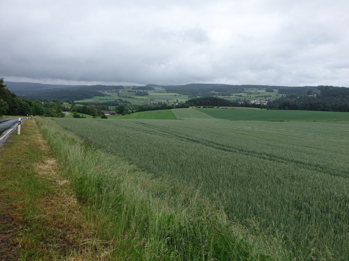 Getreidefelder bei Guteneck im Oberpfälzer Landkreis Schwandorf (04.06.2017)