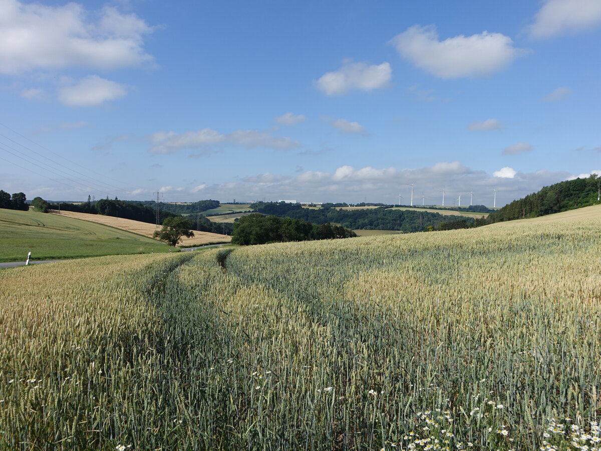 Getreidefelder bei Heidweiler, Südeifel (23.06.2022)