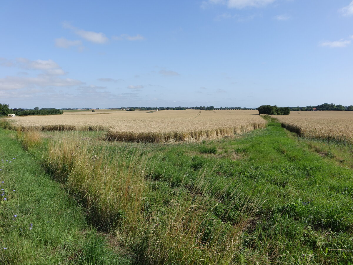 Getreidefelder bei Hove auf Seeland, Dänemark (17.07.2021)