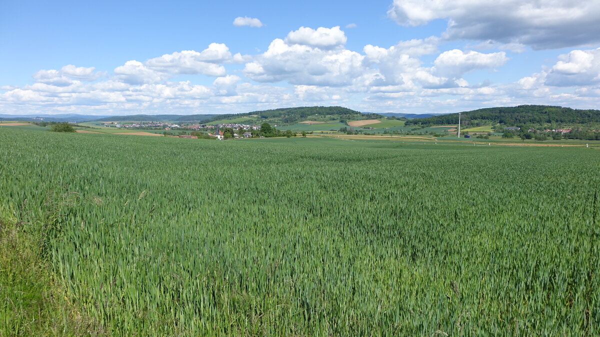 Getreidefelder bei Rodenbach in der Heldenbergener Wetterau (29.05.2021)