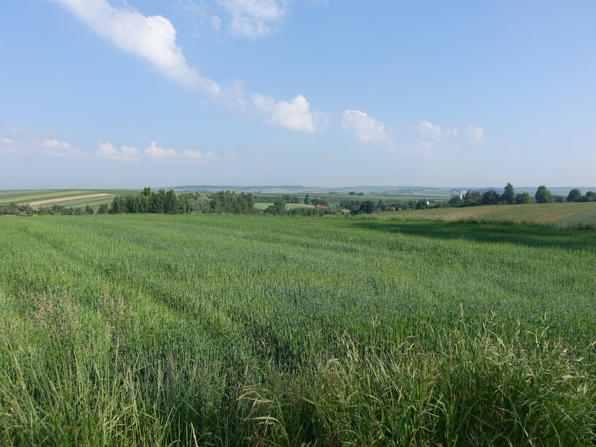 Getreidefelder bei Rokietnica, Karpatenvorland (17.06.2021)