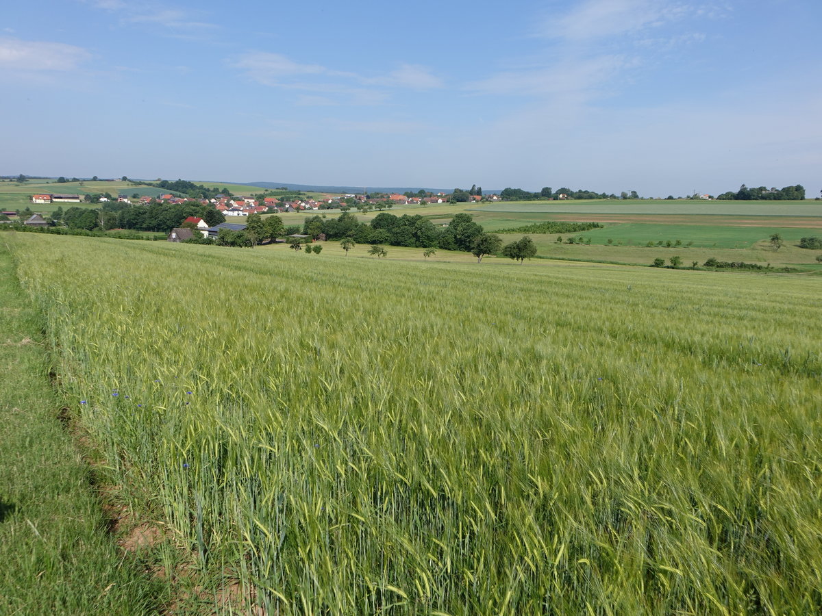 Getreidefelder bei Völkersleier, Unterfranken (27.05.2018)