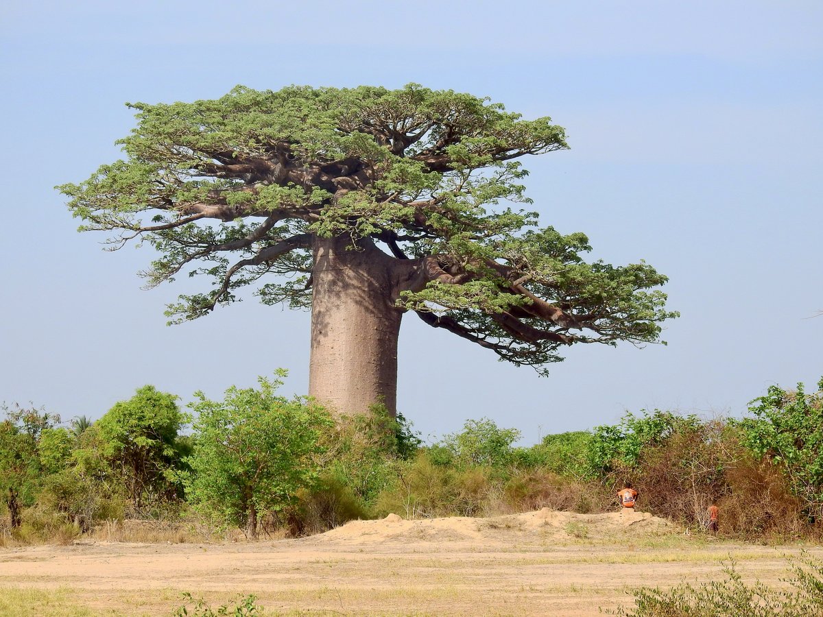 Gewaltiger Baobab neben der Nationalstraße N8, nördlich von Morondava. Die Aufnahme entstand auf unserer Fahrt in Richtung Tsingy de Bemaraha am 10.11.2018.