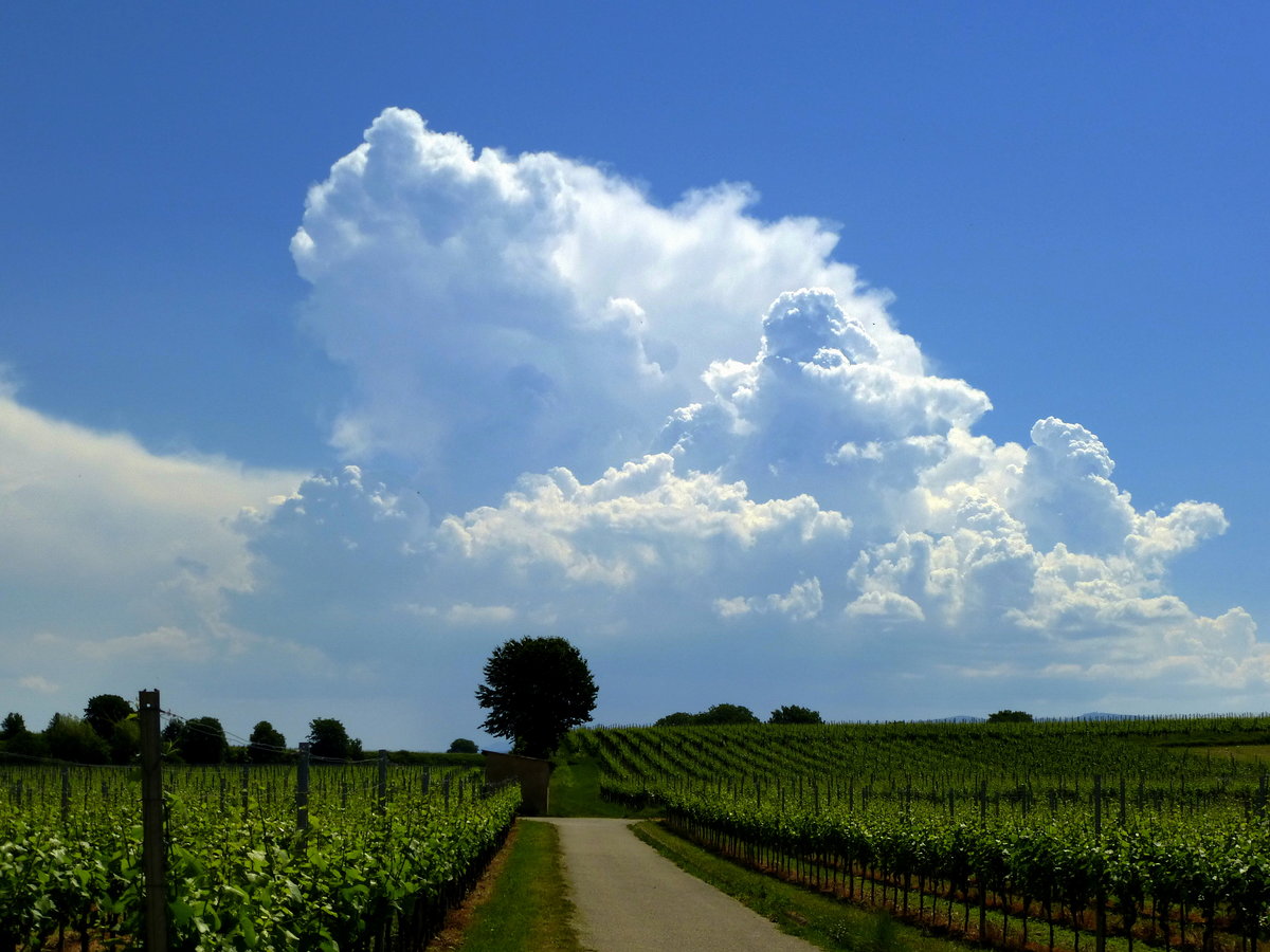 Gewitterwolken ber dem Schwarzwald, gesehen vom Tuniberg, Mai 2017