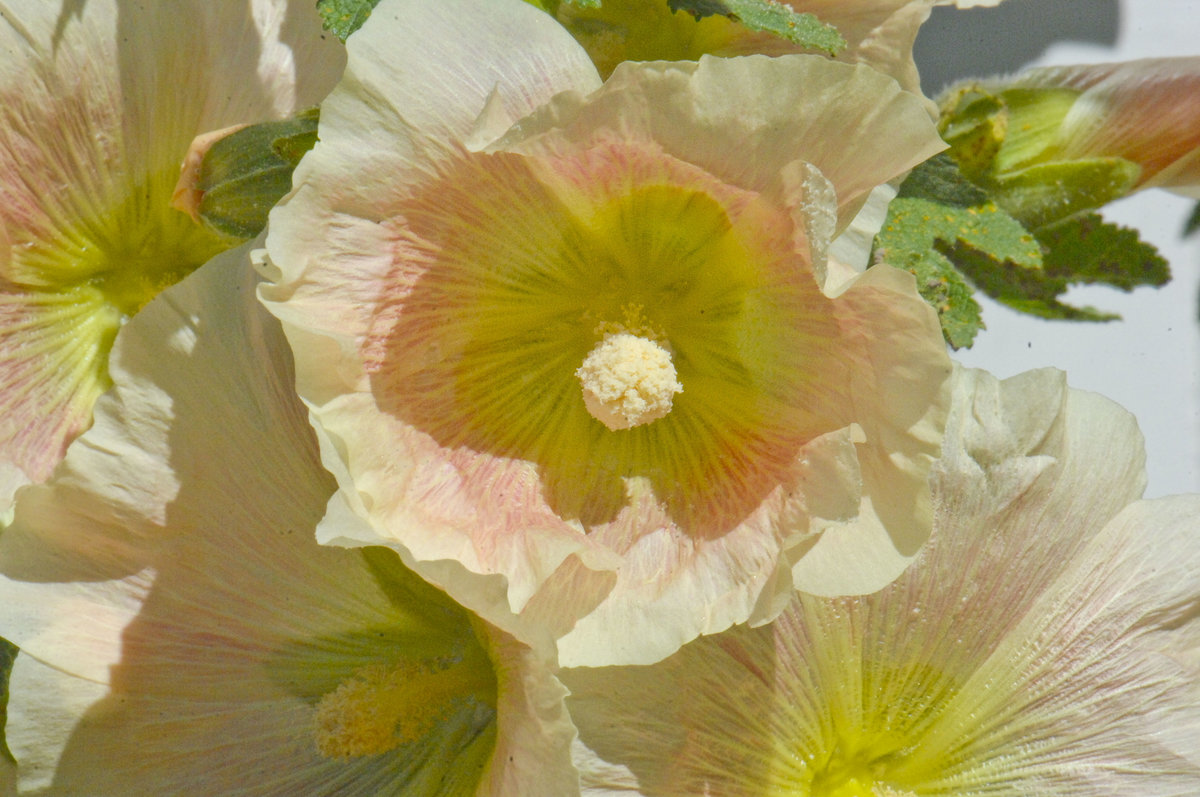 Gewöhnliche Stockrose (Alcea rosea), auch Stockmalve, Garten-Pappelrose, Bauernrose oder Garten-Stockrose genannt. Bild vom Garten am Kindheitshaus von der schwedischen Autorin Astrid Lindgren. Das Haus liegt in Vimmerby.
Aufnahme: 21. Juli 2017.