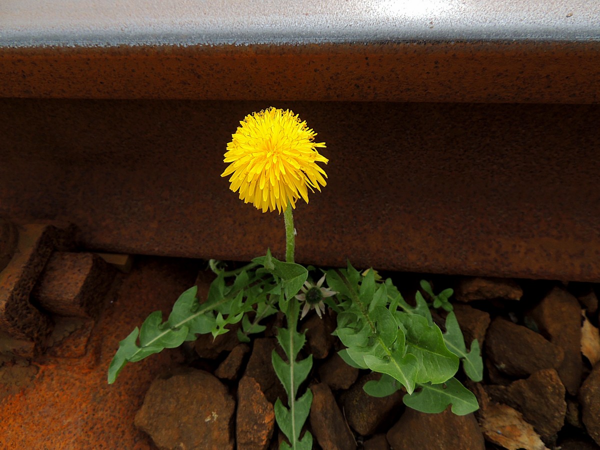 Gewöhnlicher Löwenzahn (Taraxacum sect. Ruderalia) entfaltet seine Blüte entlang einer Schiene; 140405