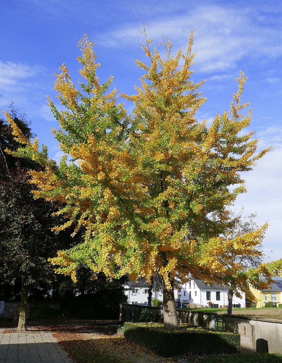 Gingobaum im Herbstkleid, gesehen in der Rheinebene, Okt.2019