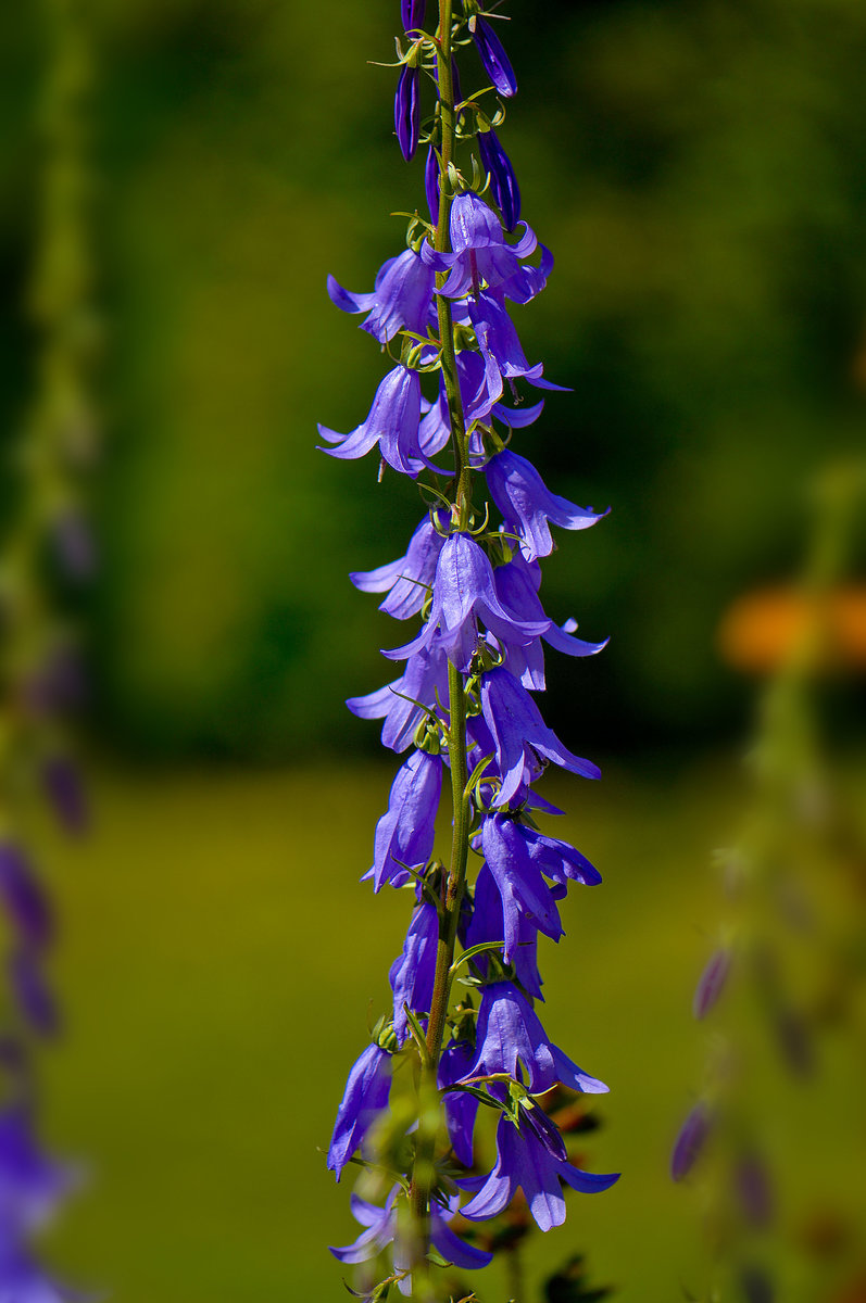 Glockenblumen (Campanulaceae) im Garten am Kindheitshaus von Astrid Lindgren. Die Schwedische Schriftstellerin verbrachte Ihre Jugend und Kindheit in Vimmerby in Småland. Aufnahme: 21. Juli 2017.