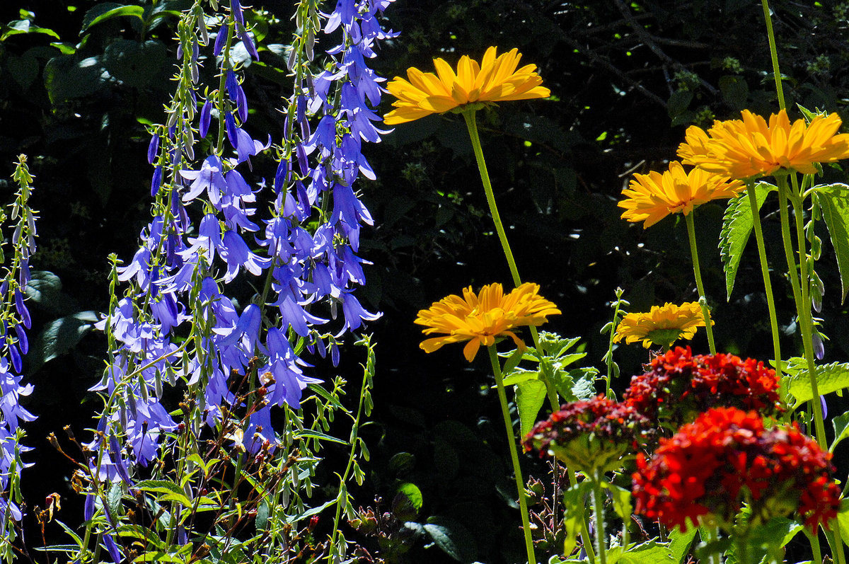 Glockenblumengewächse (Campanulaceae) und Gerbera am Astrid Lindgrens Näh in Vimmerby (Småland/Schweden). 
Aufnahme: 21. Juli 2017.