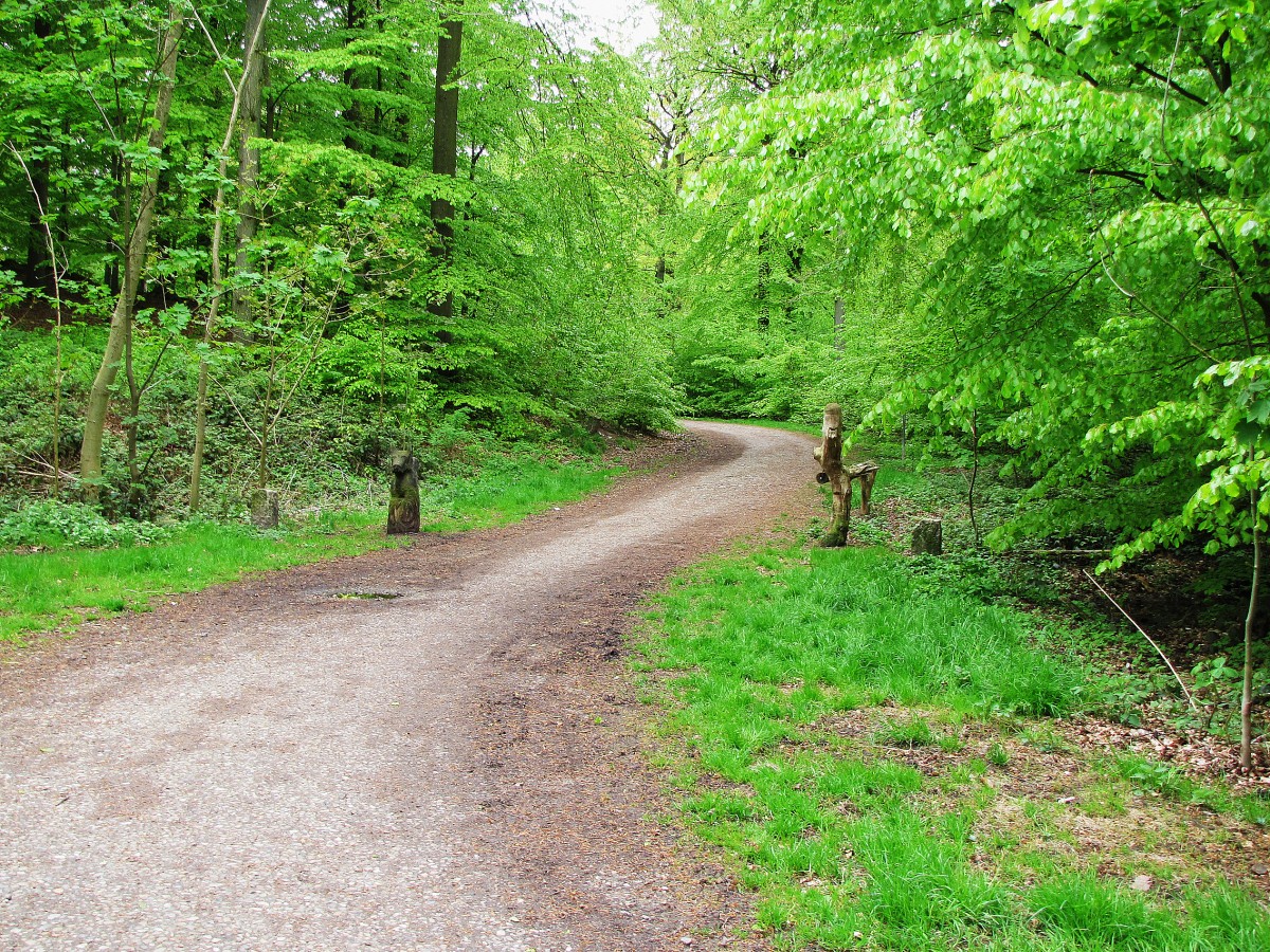 Glücksburg Wald (Ostsee). Aufnahme: Juni 2015.