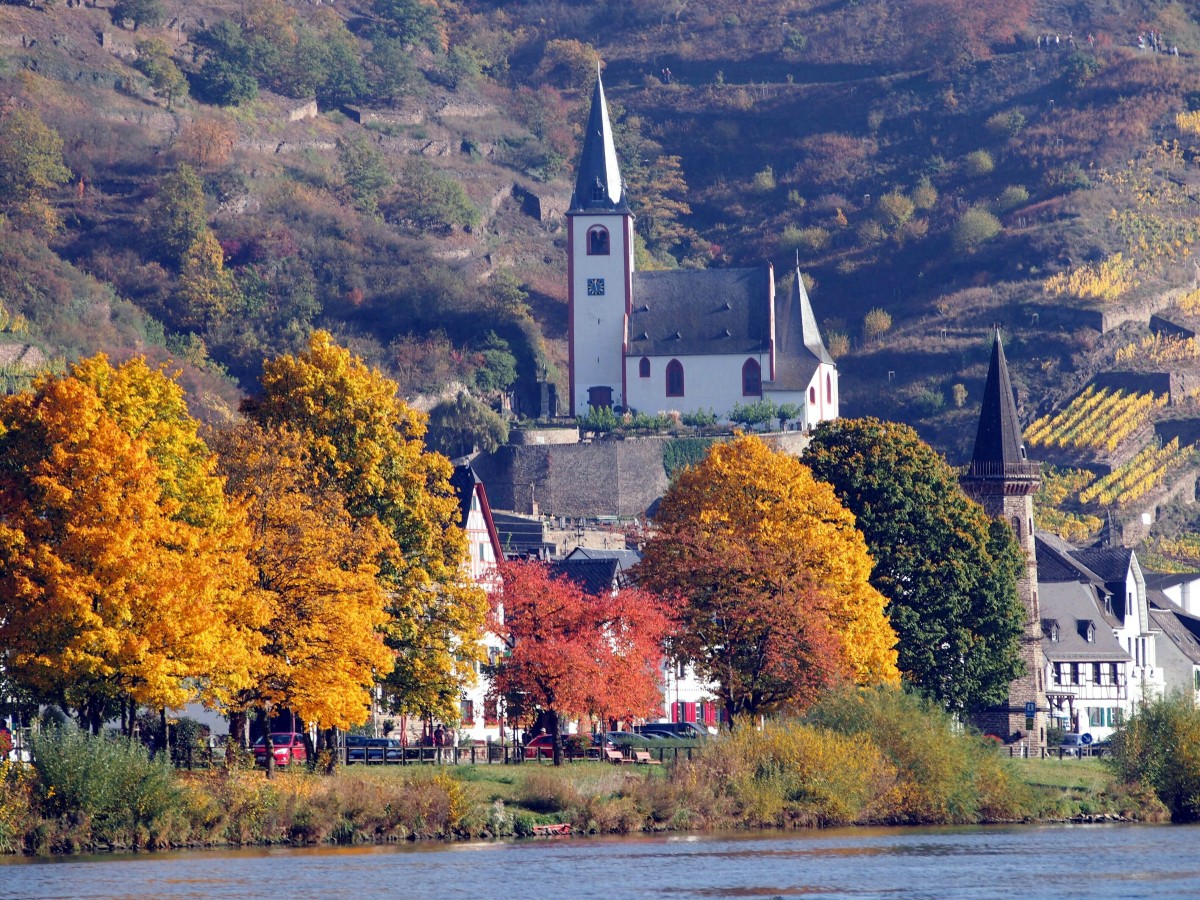 Goldener Oktober im Weindorf Hatzenport an der Mosel zur Zeit der Traubenlese: Blick vom Hatzenporter Werth auf das Moselufer mit Fährturm und Johanneskirche, in den Weinbergen oberhalb der Kirche gehen Wanderer auf dem Premium-Wanderweg  Traumpfad Hatzenporter Laysteig . (21. Oktober 2012)