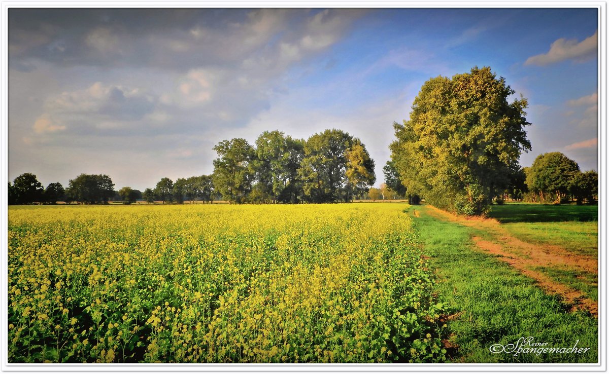 Goldgelb blüht der weiße Senf auf einem Feld nahe der Ortschaft Fintel im Kreis Rotenburg/Wümme. September 2018