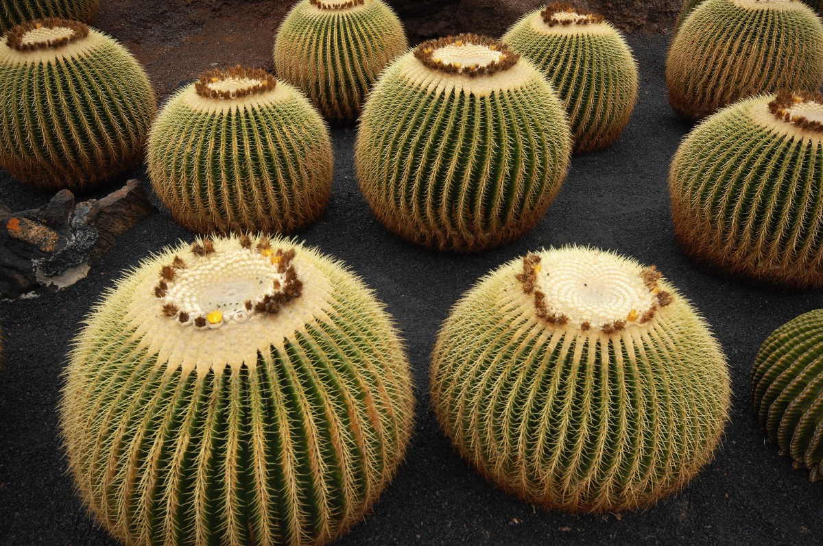 Goldkugelkakteen (Echinocactus grusonii) in Jardín de Cactus bei Guatiza. Aufnahmedatum: 24. April 2011.