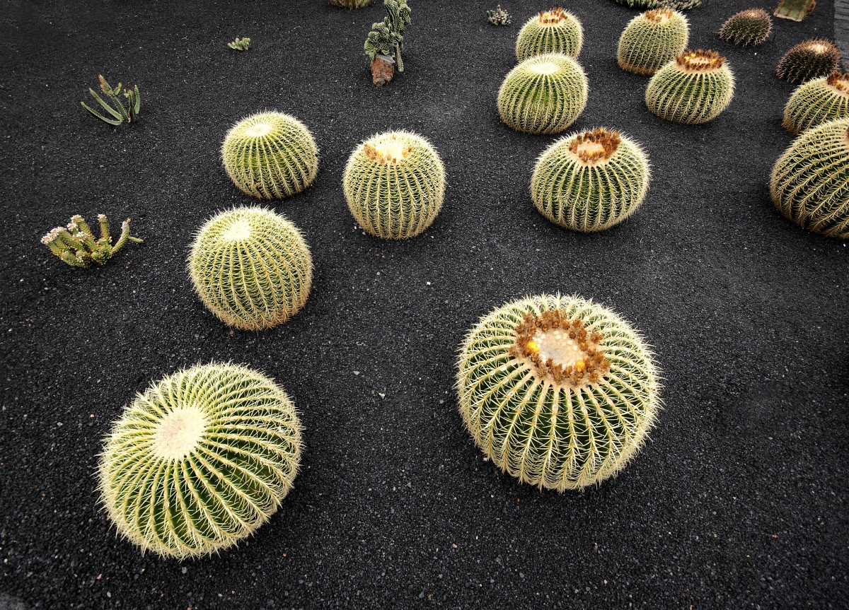 Goldkugelkaktus (Echinocactus grusonii) in Jardín de Cactus bei Guatiza. Aufnahmedatum: 24. April 2011.