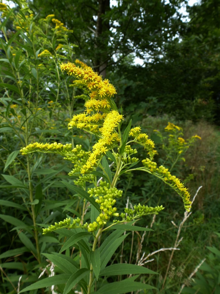 Goldrute, krautige Pflanze bis ber 1m hoch, hufig entlang von Wegen und Bchen, Aug.2013