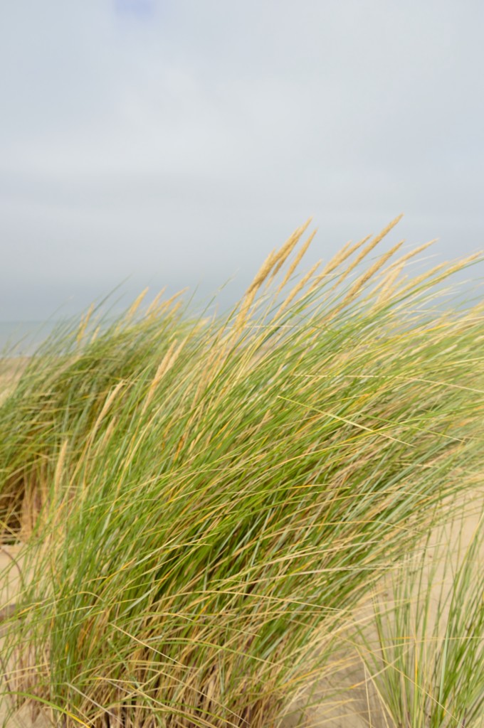 Grser biegen sich im stehtigen Wind der ber die Mndung der Westerschelde weht.
22.9.2013