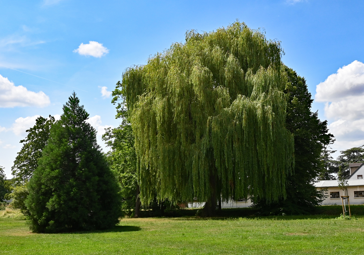 Großer Weidenbaum und kleiner Nachbar in der Erftaue Euskirchen - 30.06.2023