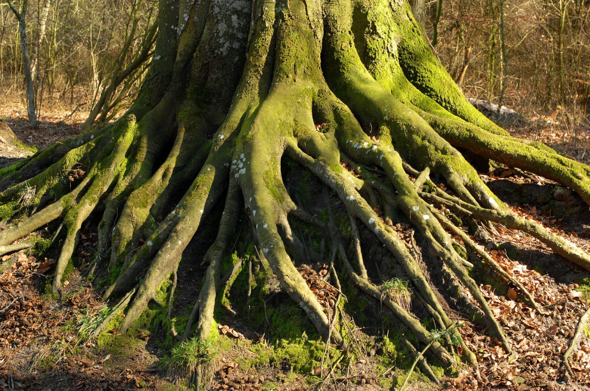 Grüner Mos auf einem Baum im Lindewitter Wald. Aufnahme: Juli 2007.