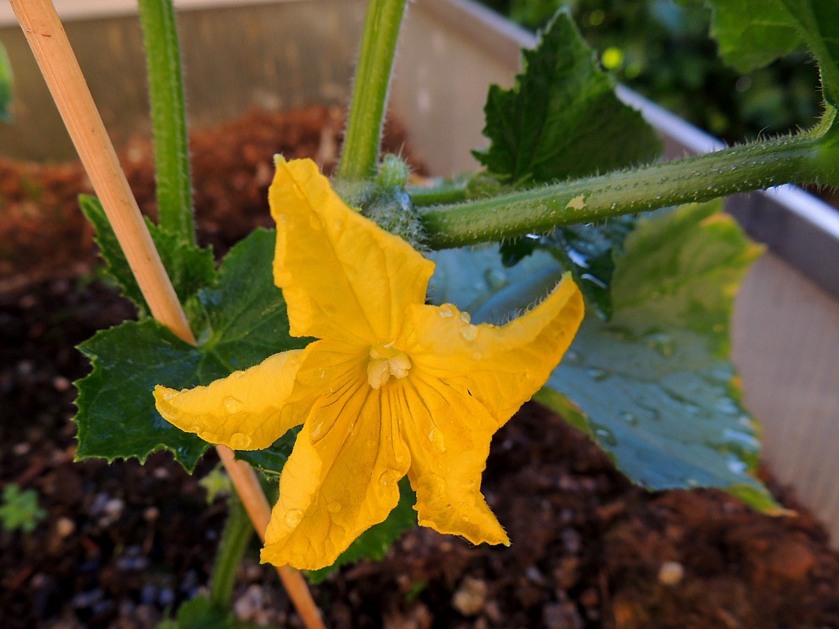 Gurkenblüte mit anhaftenden Wassertropfen; 150605