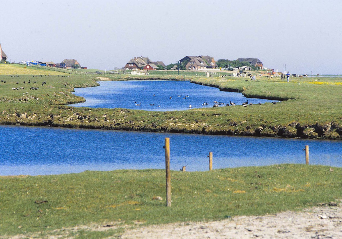 Hallig Hooge im nordfriesischen Wattenmeer. Aufnahme: Mai 1999 (Bild vom Dia).