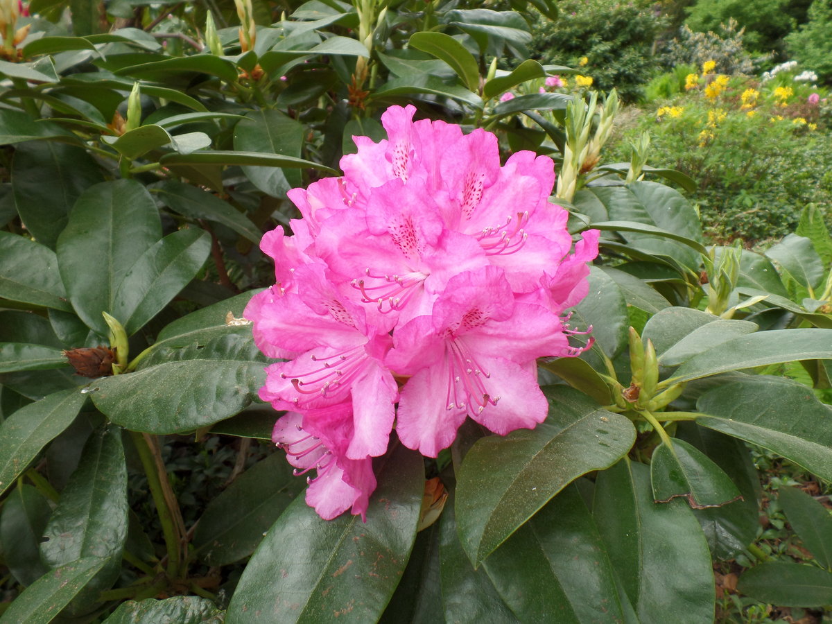 Hamburg am 10.5.2018: Rhododendronblüte im Stadtpark