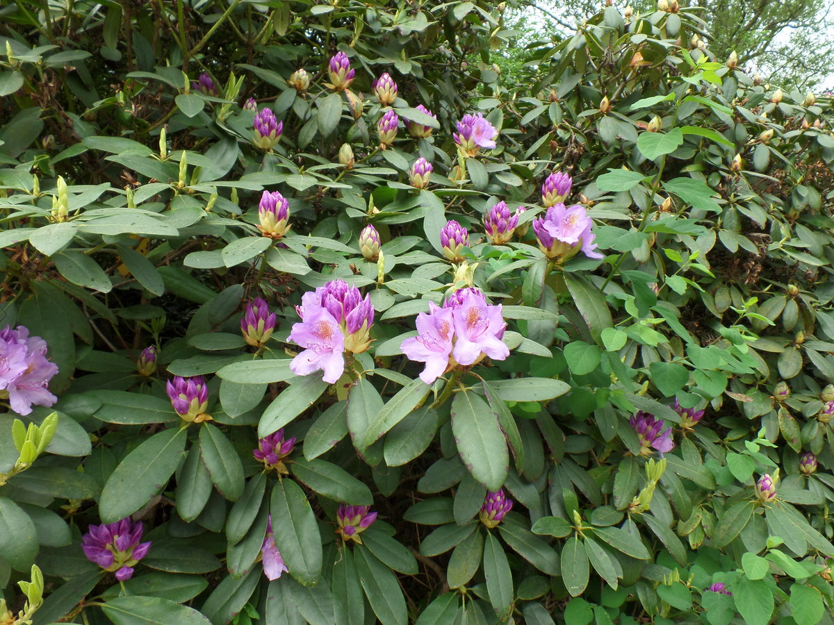 Hamburg am 10.5.2018: Rhododendronblüte im Stadtpark