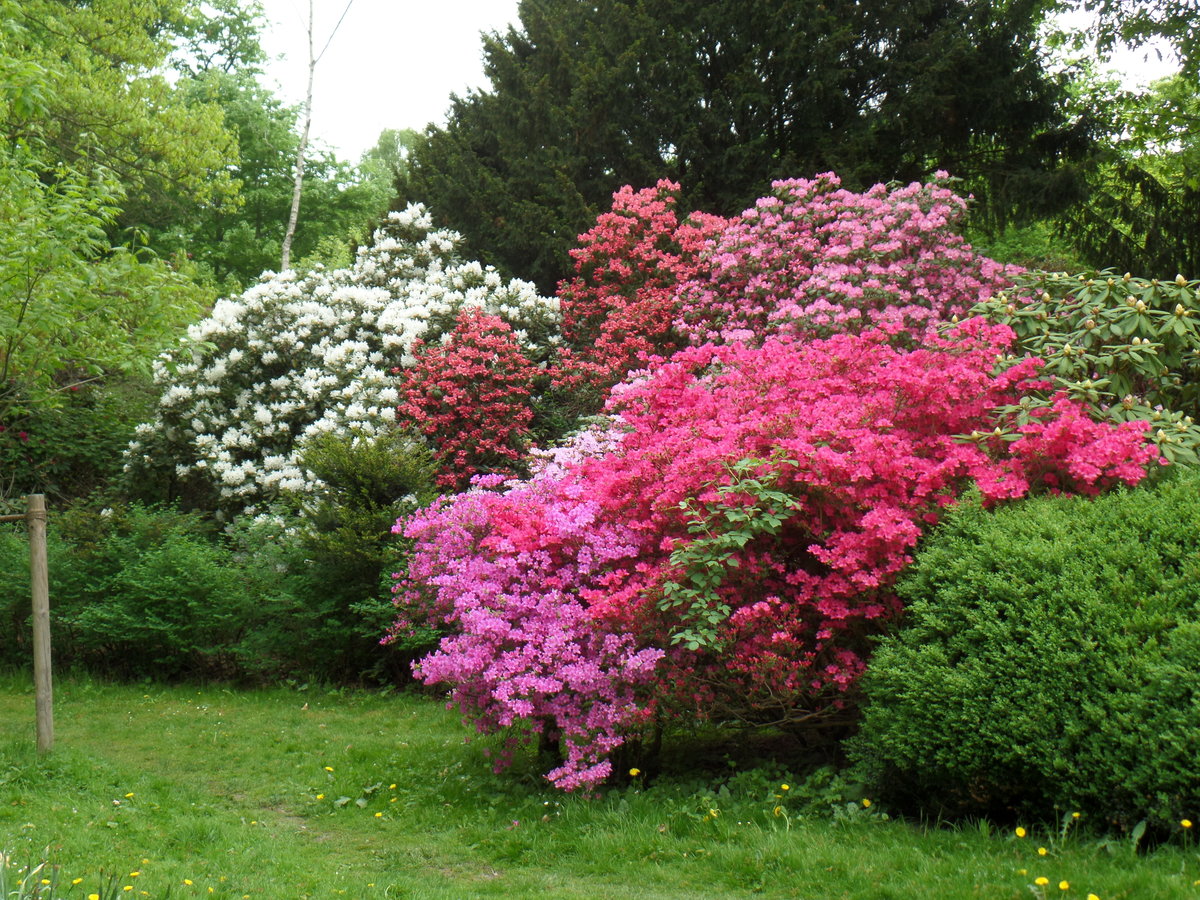 Hamburg am 10.5.2018: Rhododendronblüte im Stadtpark