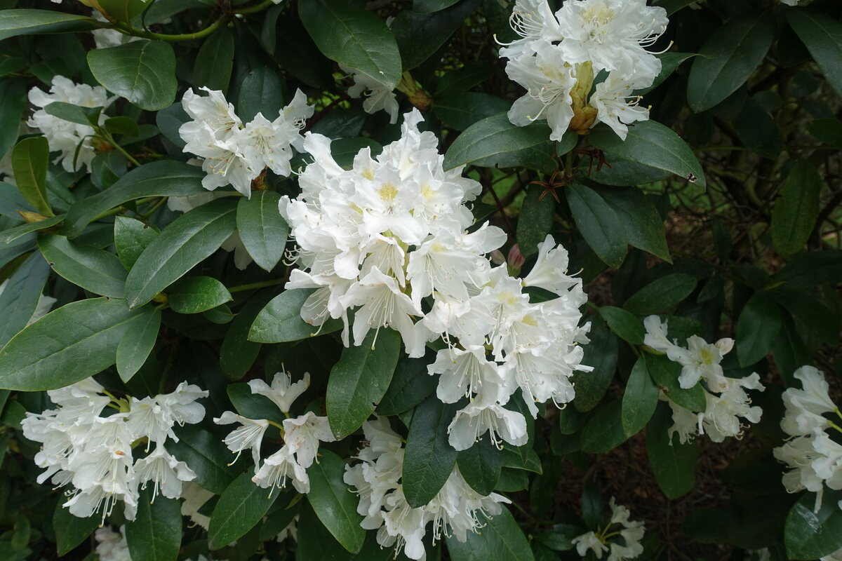 Hamburg am 10.5.2021: Rhododendron im Stadtpark im Stadtteil Winterhude /