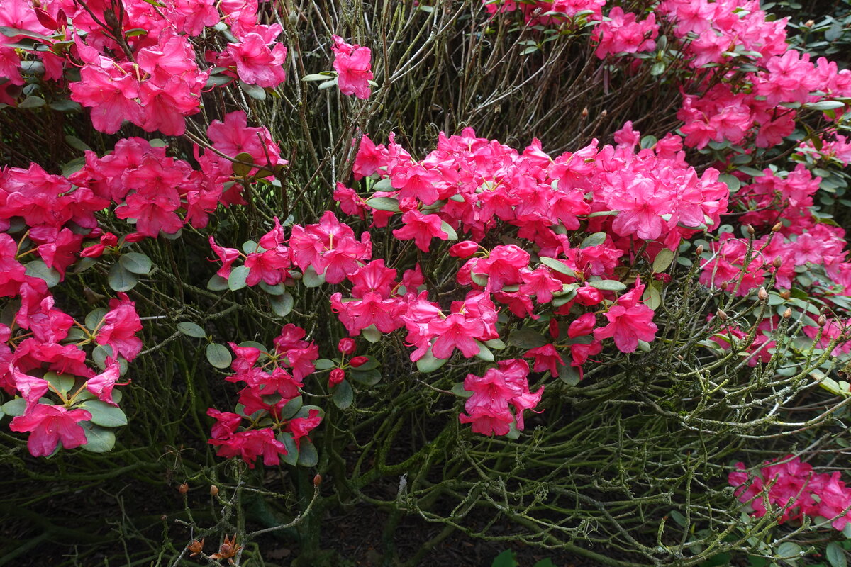 Hamburg am 10.5.2021: Rhododendron im Stadtpark im Stadtteil Winterhude /