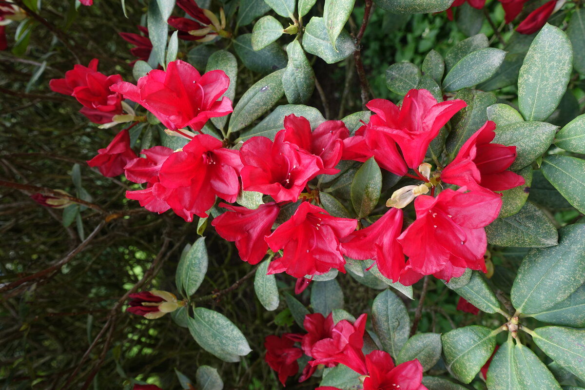 Hamburg am 10.5.2021: Rhododendron im Stadtpark im Stadtteil Winterhude /