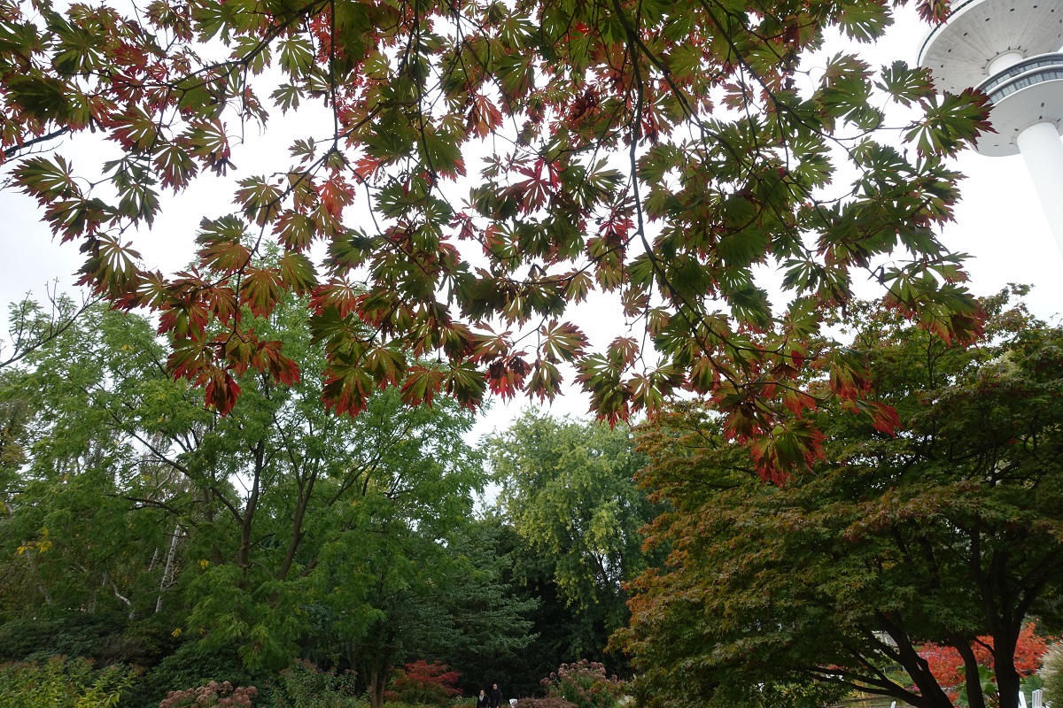 Hamburg am 11.10.2020: Herbstlicher Park Planten un Blomen /